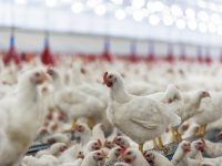 Hens, hens in the farm, hens in the henhouse, rooster, cook