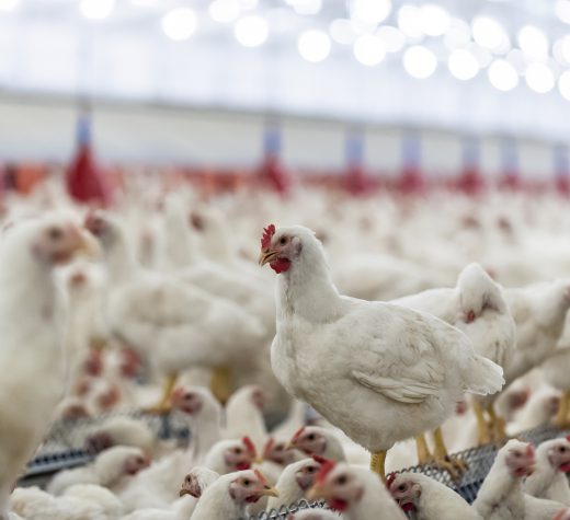 Hens, hens in the farm, hens in the henhouse, rooster, cook