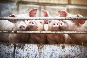 Happy pigs living on organic ecological farm in Denmark..