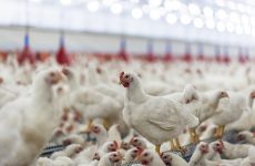 Hens, hens in the farm, hens in the henhouse, rooster, cook